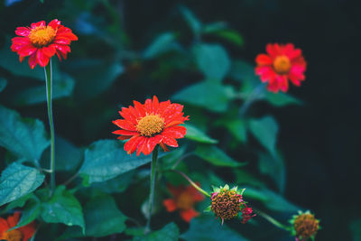 Close-up of red flowering plants