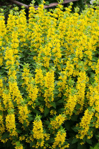 High angle view of yellow flowering plants on field