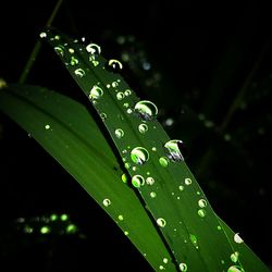 Close-up of water drops on leaf