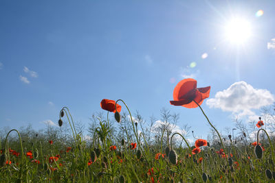 Close-up of poppy flowers blooming on field against sky