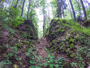 Low angle view of trees in forest