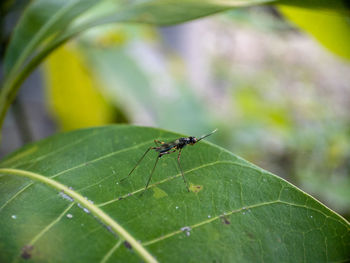 Close-up of insect on leaf