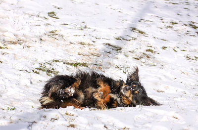 High angle view of crab on field during winter