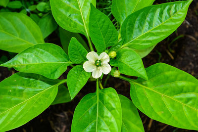 Close-up of yellow flowers blooming outdoors