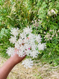 Midsection of person holding white flowering plant