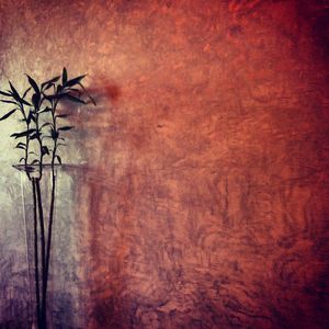 Plant growing in front of wall against sky