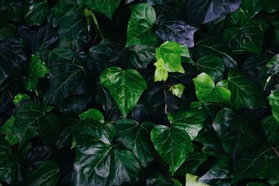 Full frame shot of fresh green leaves