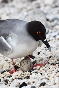 Close-up of bird on rock