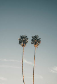 Low angle view of coconut palm tree against sky