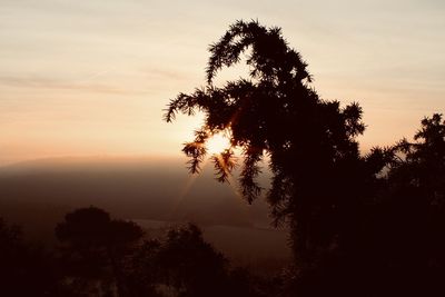 Low angle view of silhouette tree against sky during sunset