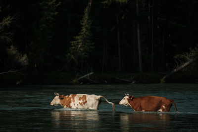 Cows wading across a river in the altai mountains