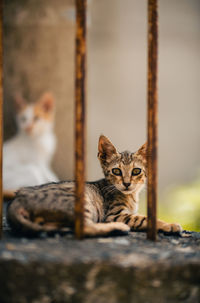 Adorable cat behind a village fence. ideal for animal lovers and village life showcases.