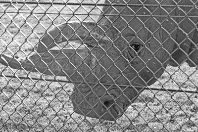 Full frame shot of chainlink fence