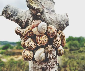 Close-up of snails on damaged tree trunk