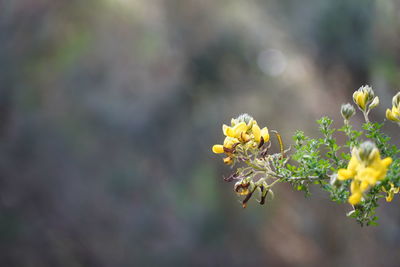 Close-up of yellow flowering plant