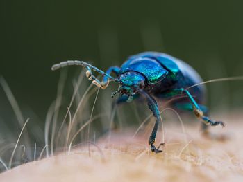 Close-up of insect on human hand