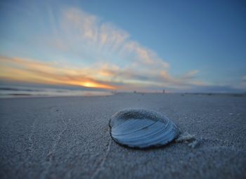 Close-up of seashell on beach against sky during sunset