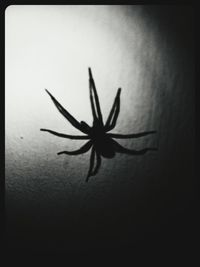 Close-up of object over white background