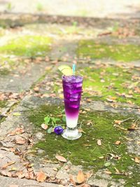 High angle view of purple flower on field