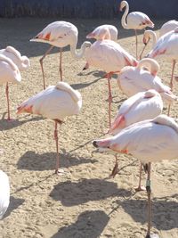 View of birds in water