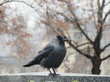 Close-up of bird perching on tree