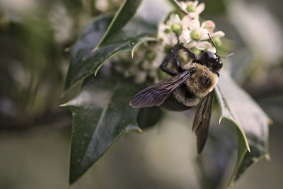 Close-up of insect on flower