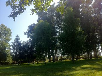 Trees on grassy field