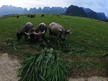 View of sheep on grassy field