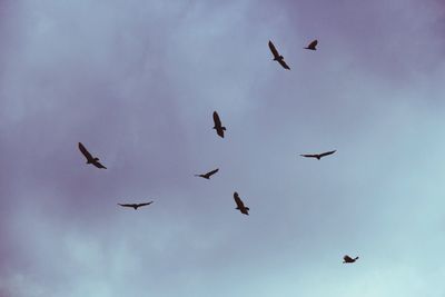 Low angle view of birds flying in sky