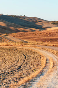 Wavy hills in tuscan farmland