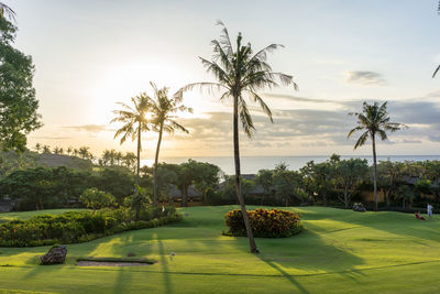 Palm trees in park against sky