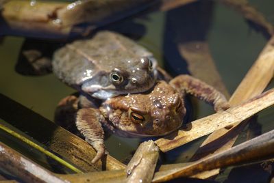 High angle view of frogs mating in pond