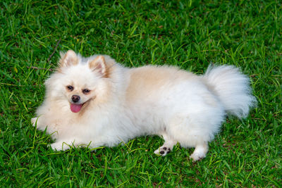 View of a spitz on field