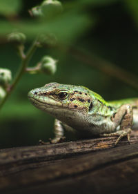 Close-up of lizard on wood