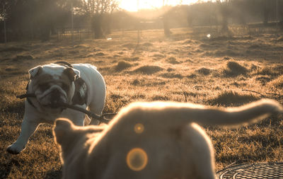 Close-up of dogs on field against sky