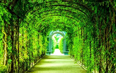 Archway amidst trees