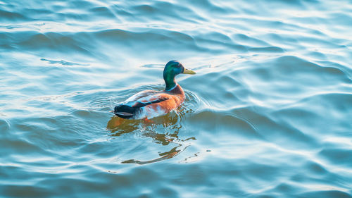 High angle view of duck swimming in lake