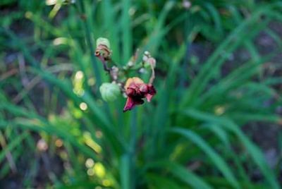 Close-up of red flowering plant on land