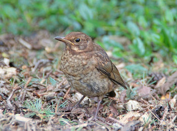 Close-up of a bird