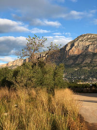 Plants growing on land against sky