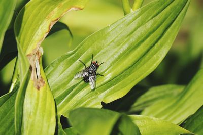 Close-up of insect on leaf