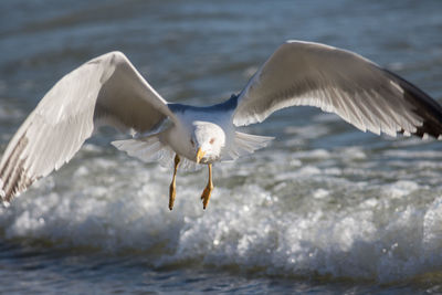 Close-up of bird flying over sea