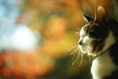 An old tabby cat relaxing against the background of autumn leaves