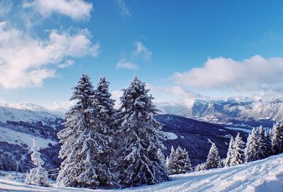 Pine trees on snowcapped mountains against sky