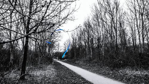 Road amidst bare trees in forest