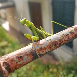 Cropped hand holding insect