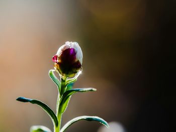 Close-up of bud growing on plant