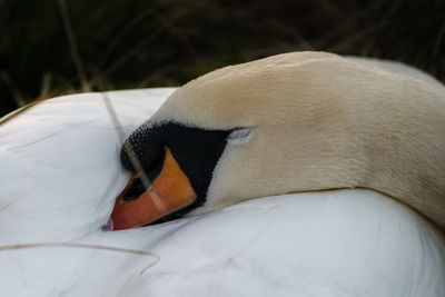 Close-up of swan