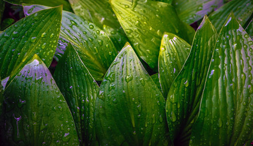 Close-up of wet plant leaves during rainy season