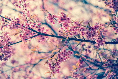 Low angle view of pink flowers on tree